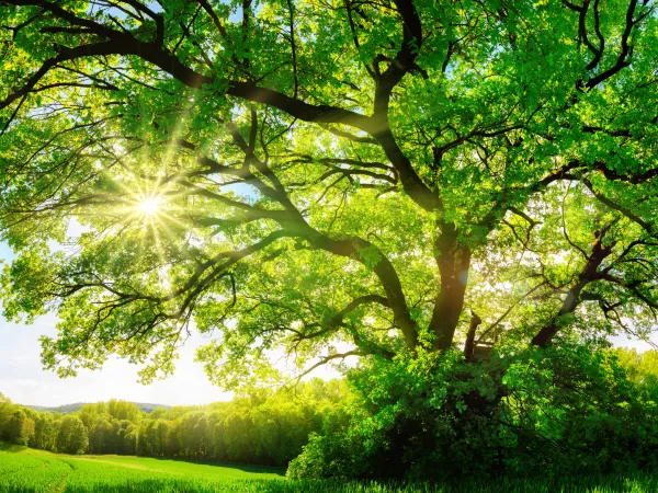 Strahlende Sonne hinter altem Laubbaum auf grüner Wiese